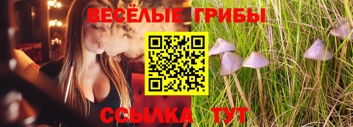 Галлюциногенные грибы Psilocybe  Вход с VPN  Каменск-Шахтинский 